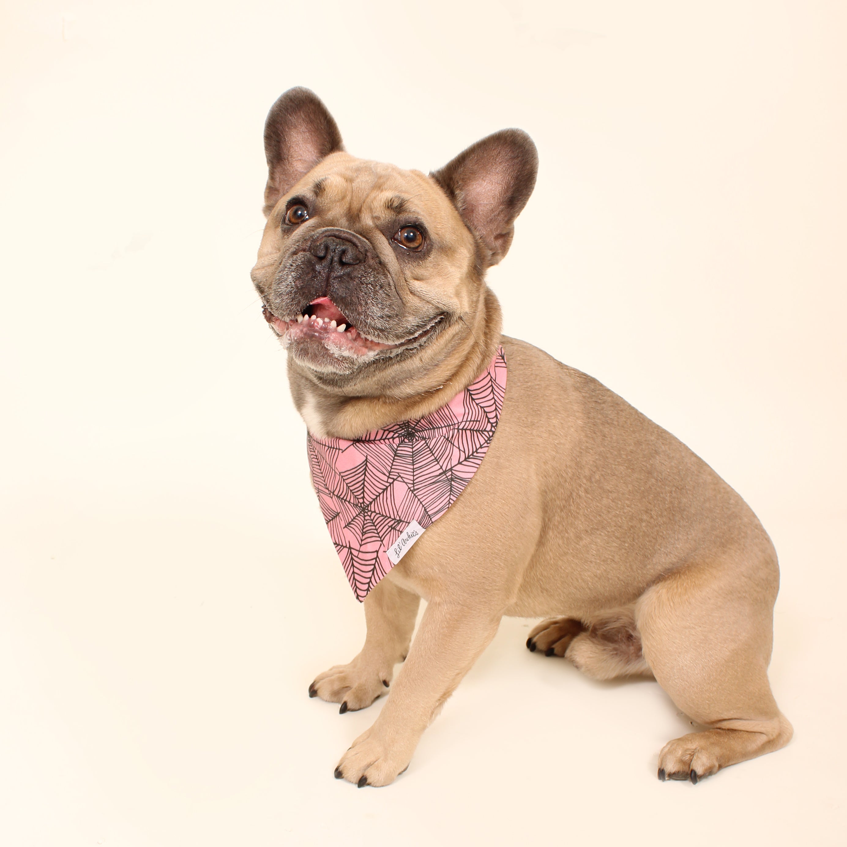 Pink Webs - Dog Bandana