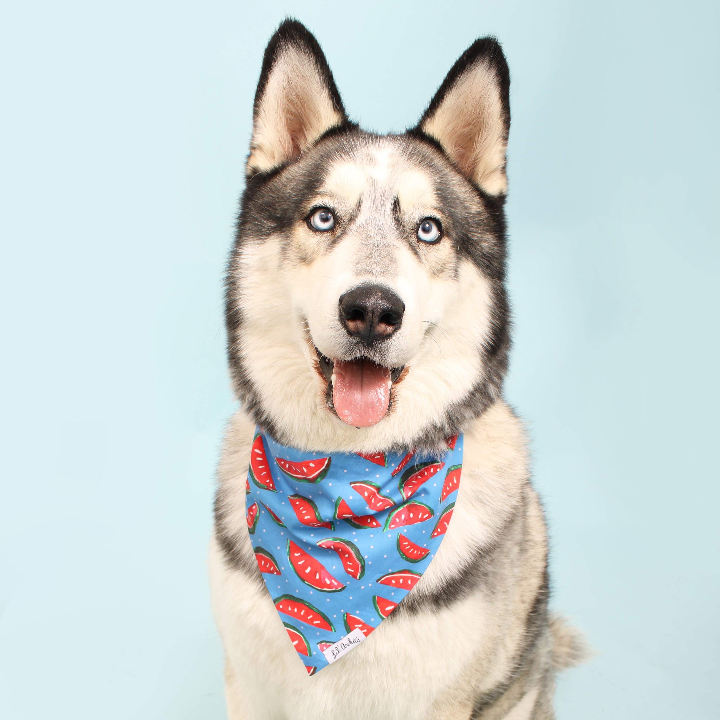 Spittin' Seeds - Dog Bandana