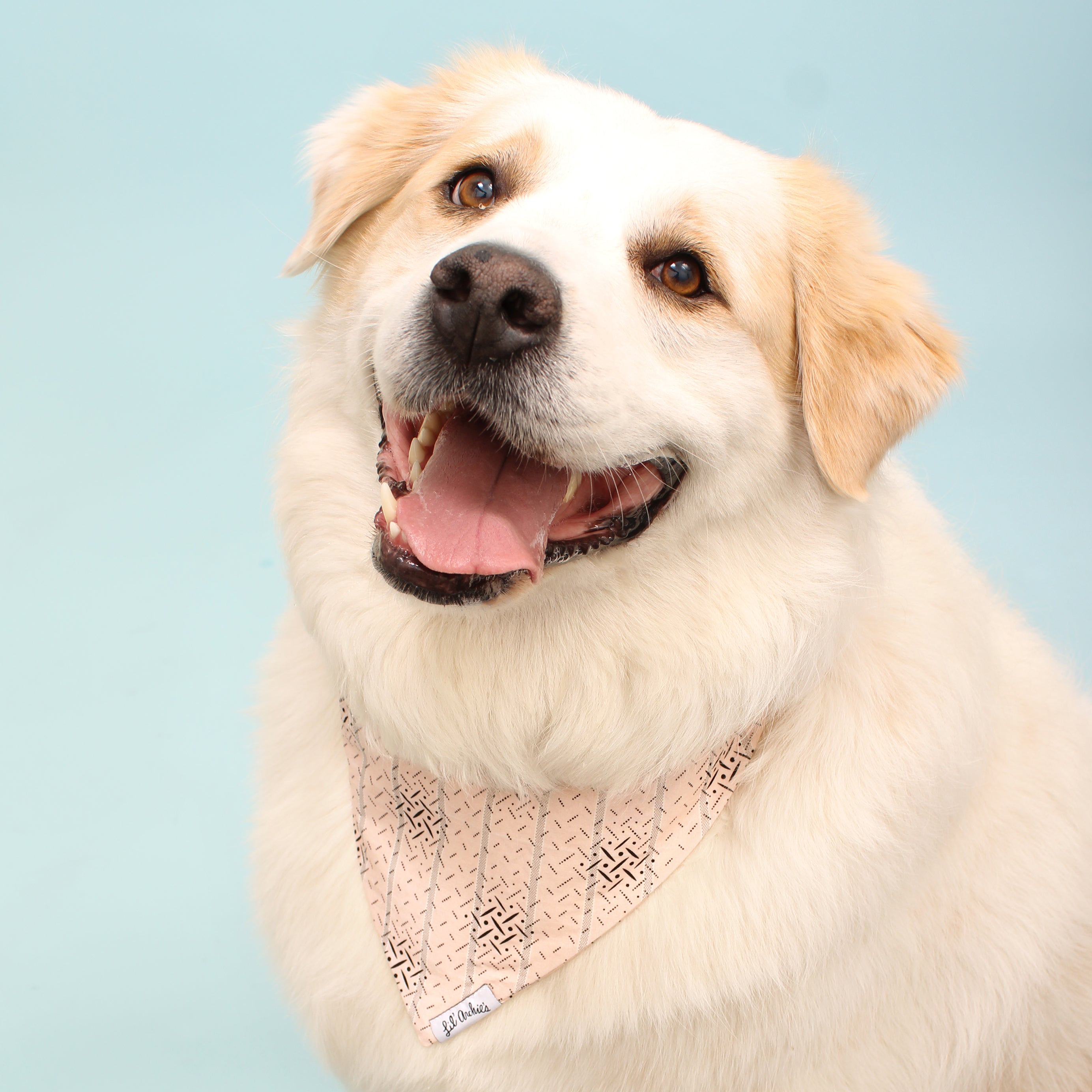 Sweetness - Dog Bandana