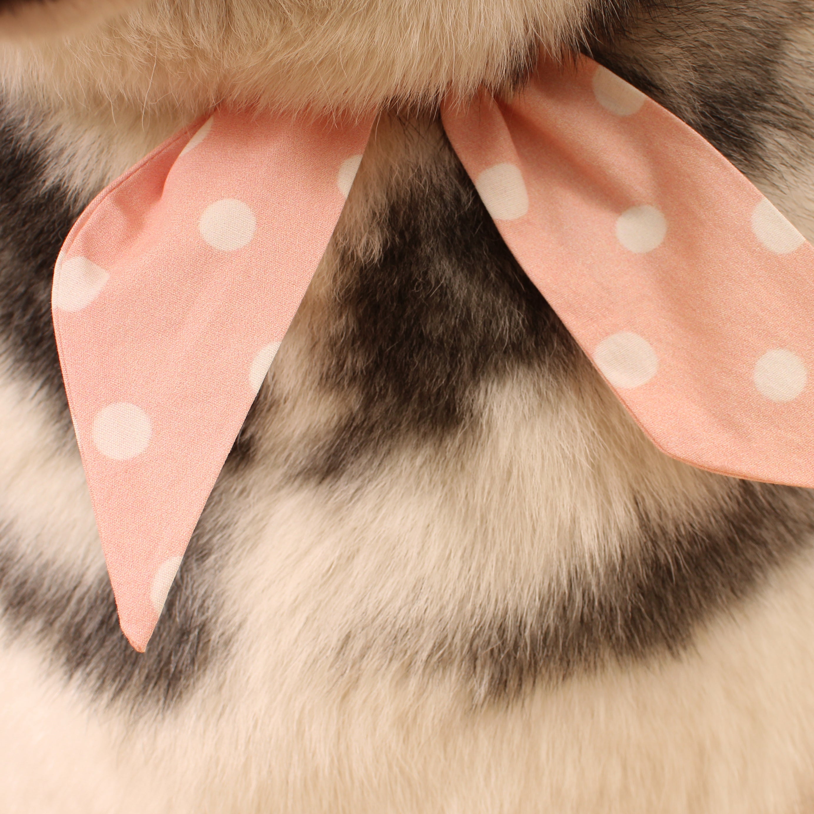 Pretty Pink Dot - Frenchie Twist Dog Necktie