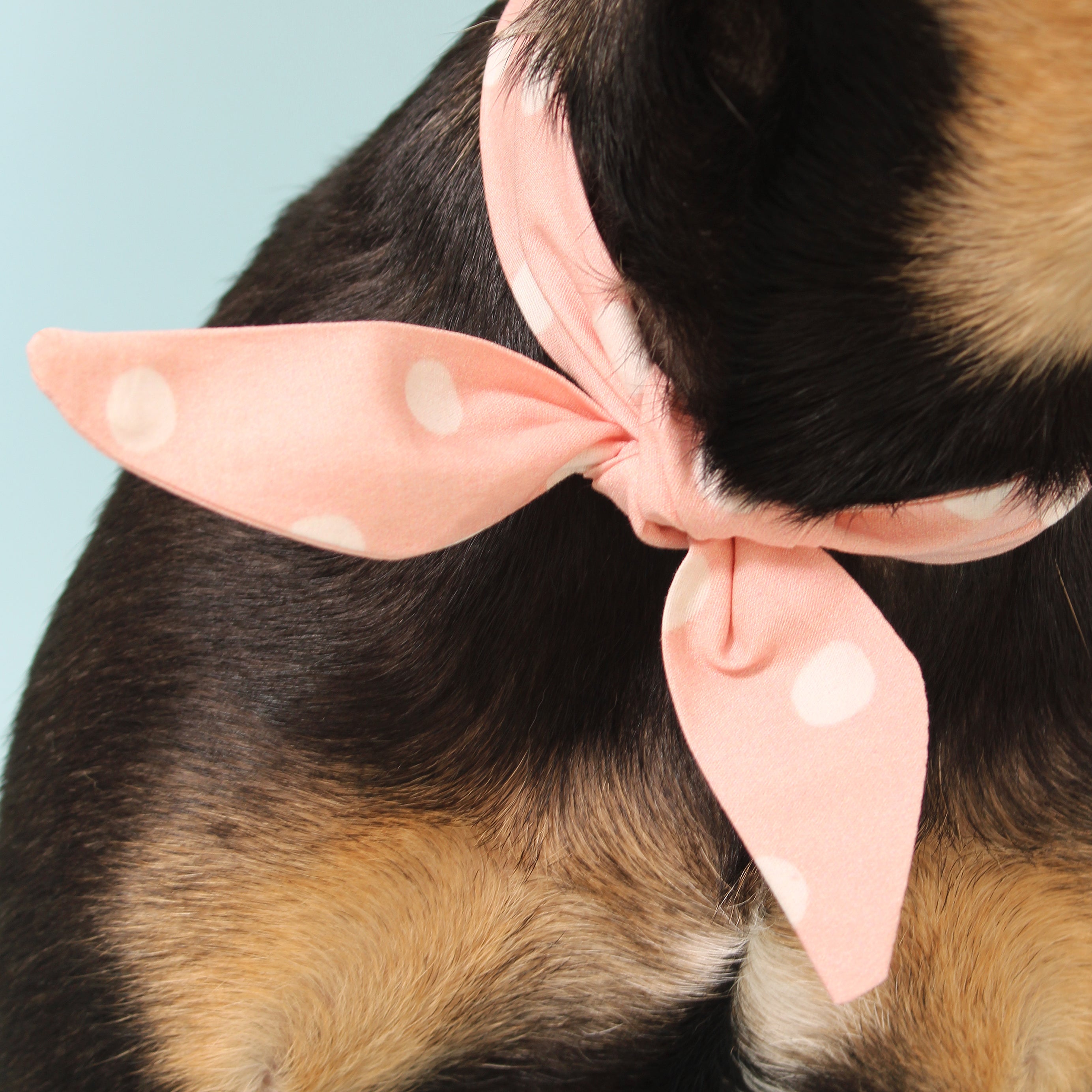 Pretty Pink Dot - Frenchie Twist Dog Necktie