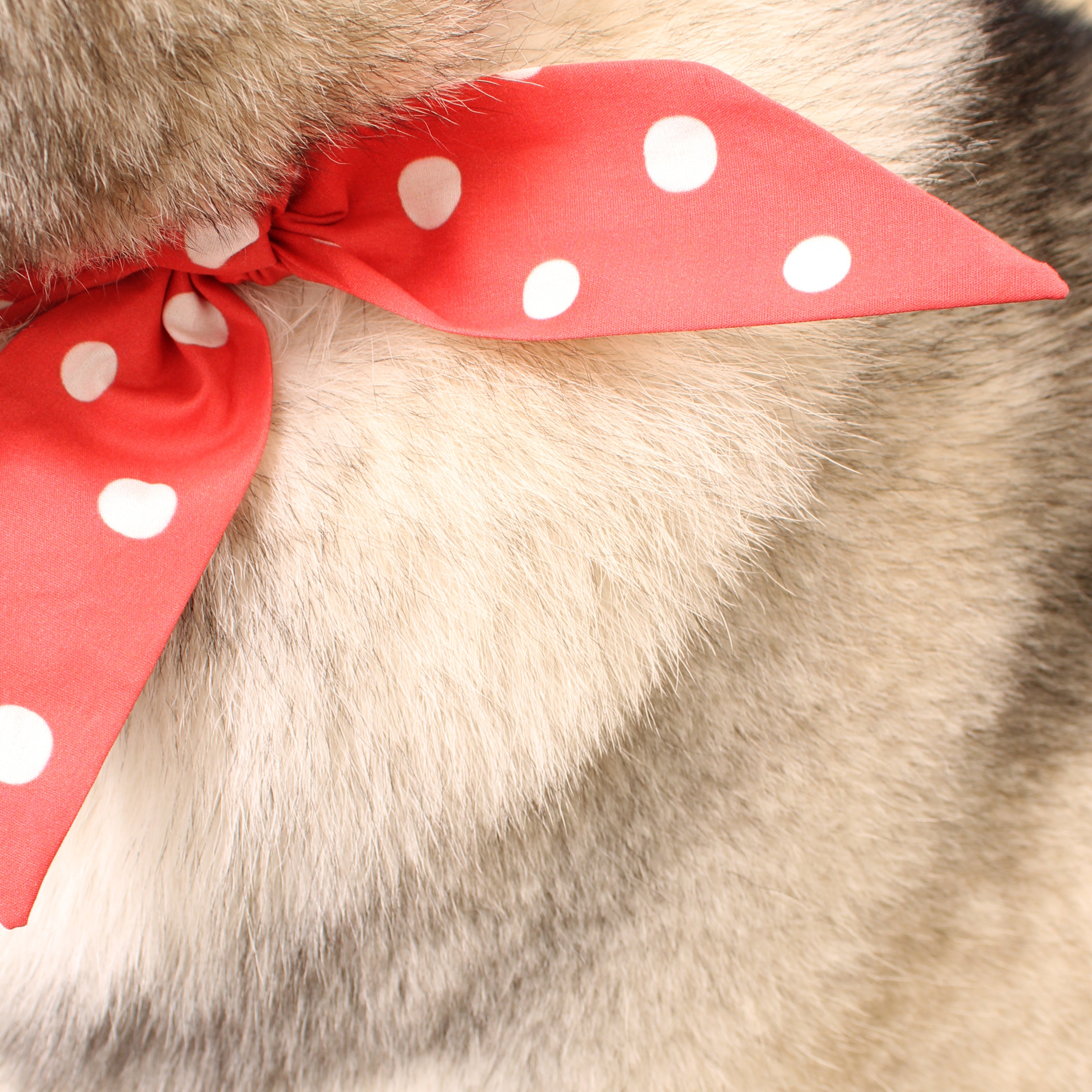 Rojo Dot - Frenchie Twist Dog Necktie