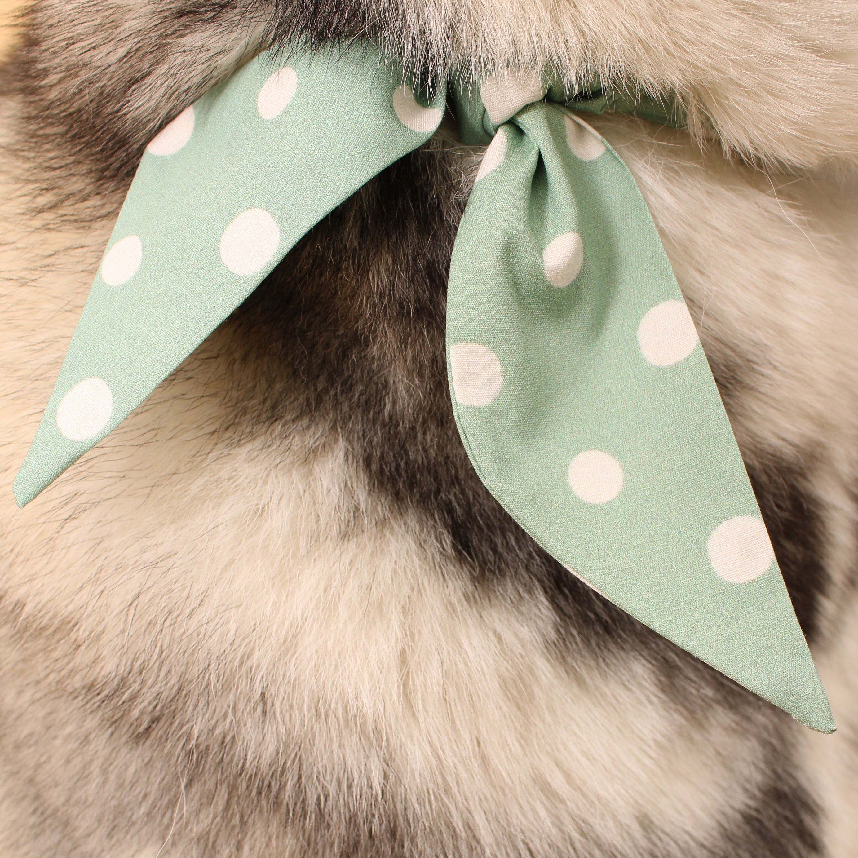Seafoam Dot - Frenchie Twist Dog Necktie