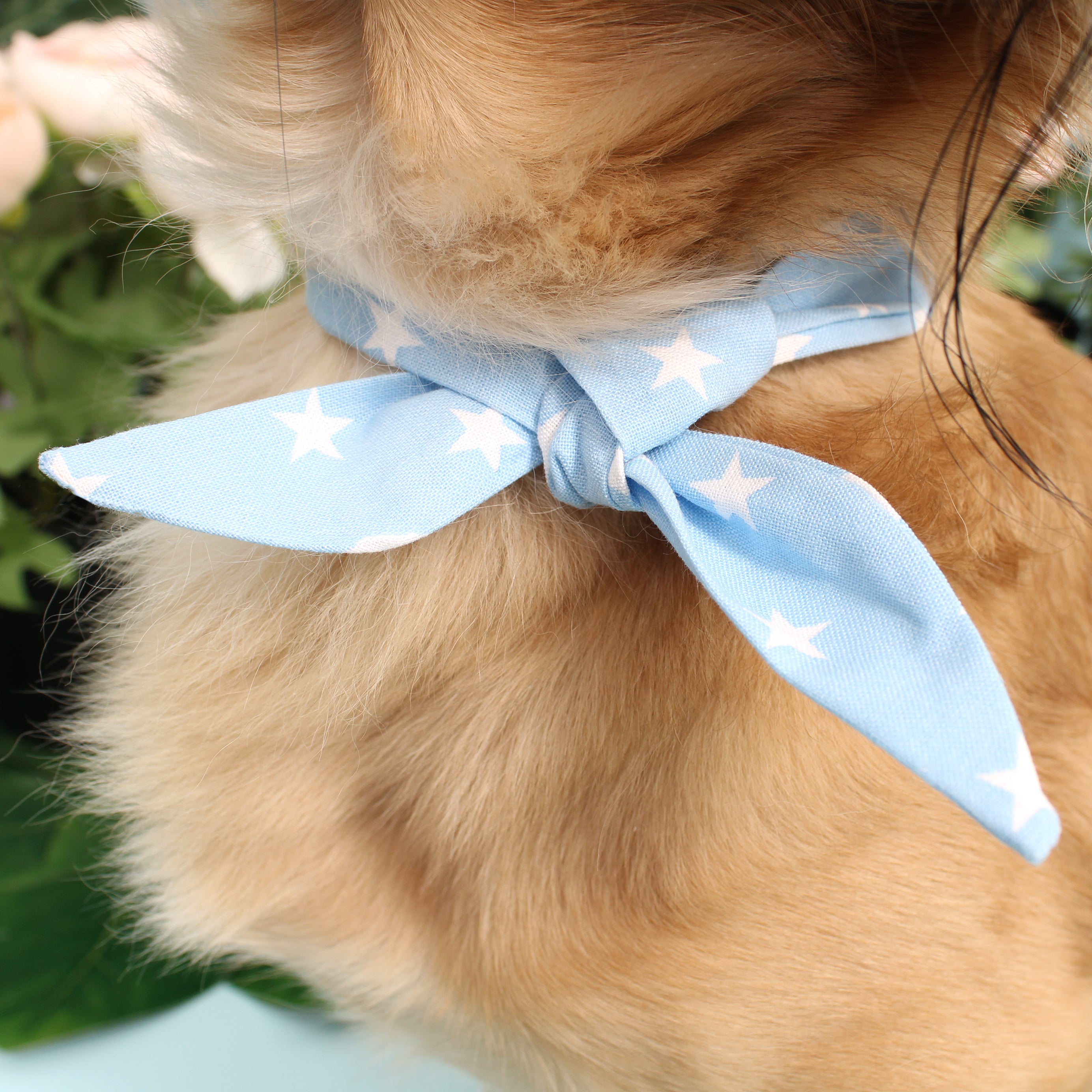 Sweet Blue Star - Frenchie Twist Dog Necktie