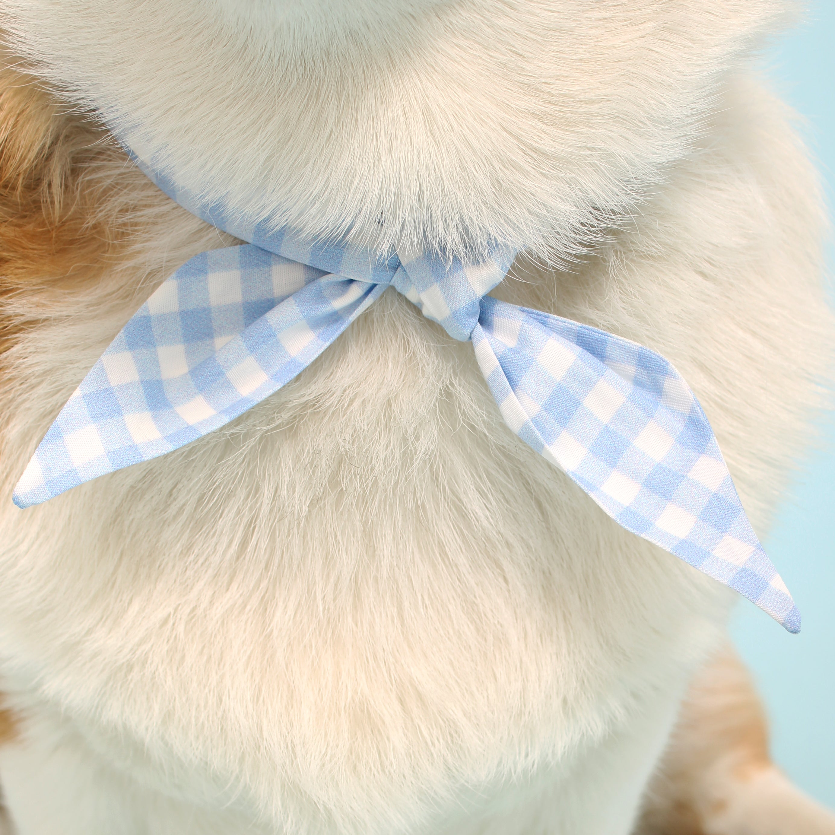 Duchess - Frenchie Twist Dog Necktie