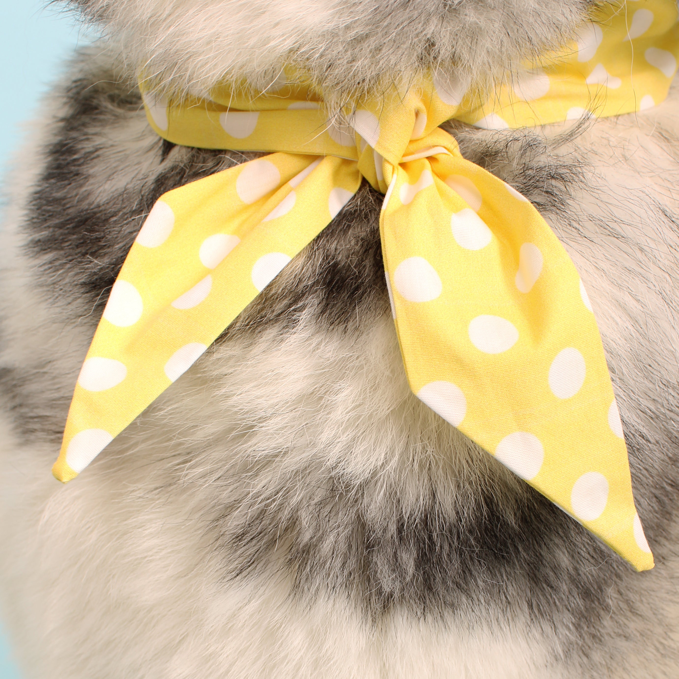 Golden - Frenchie Twist Dog Necktie