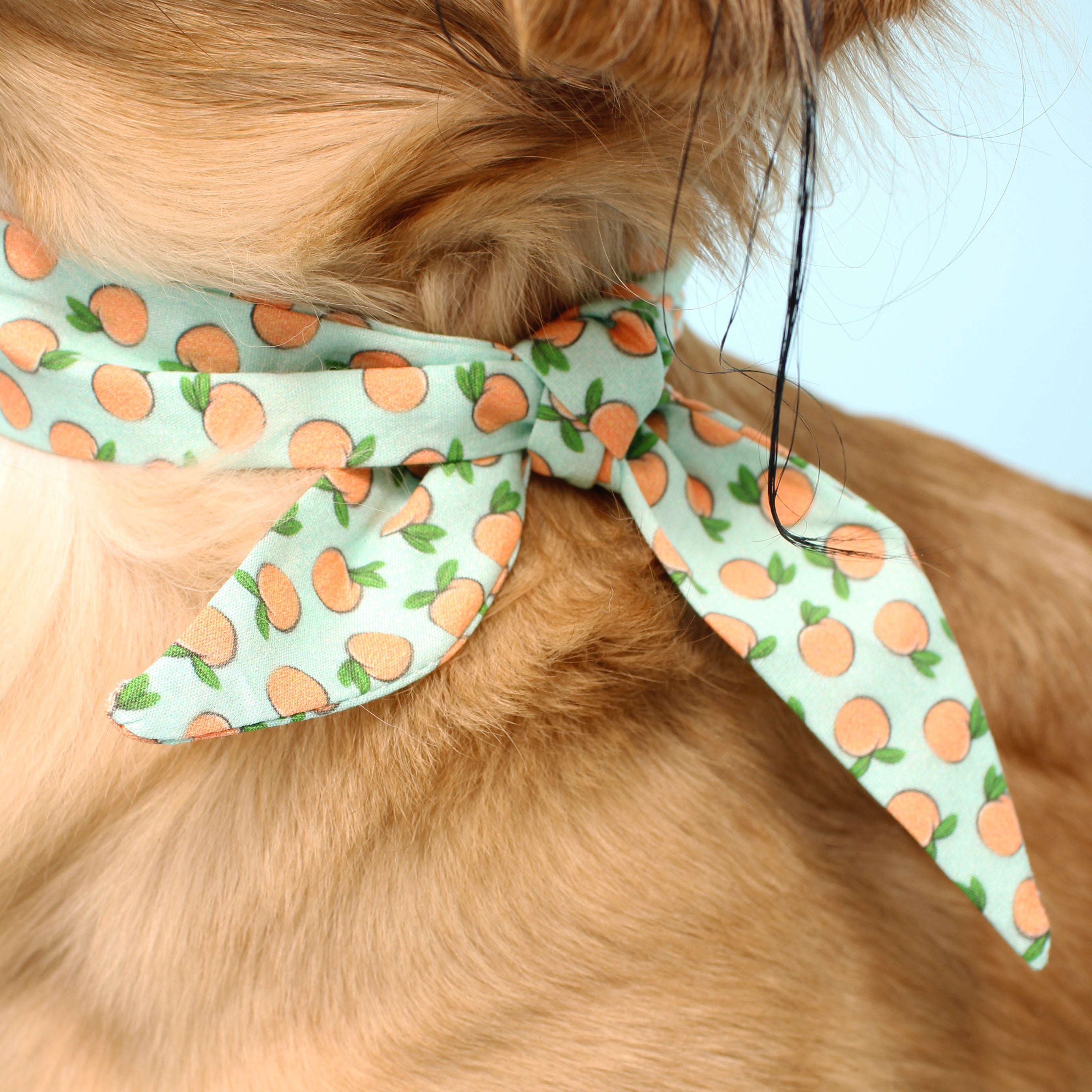 Peachy Keen - Frenchie Twist Dog Necktie