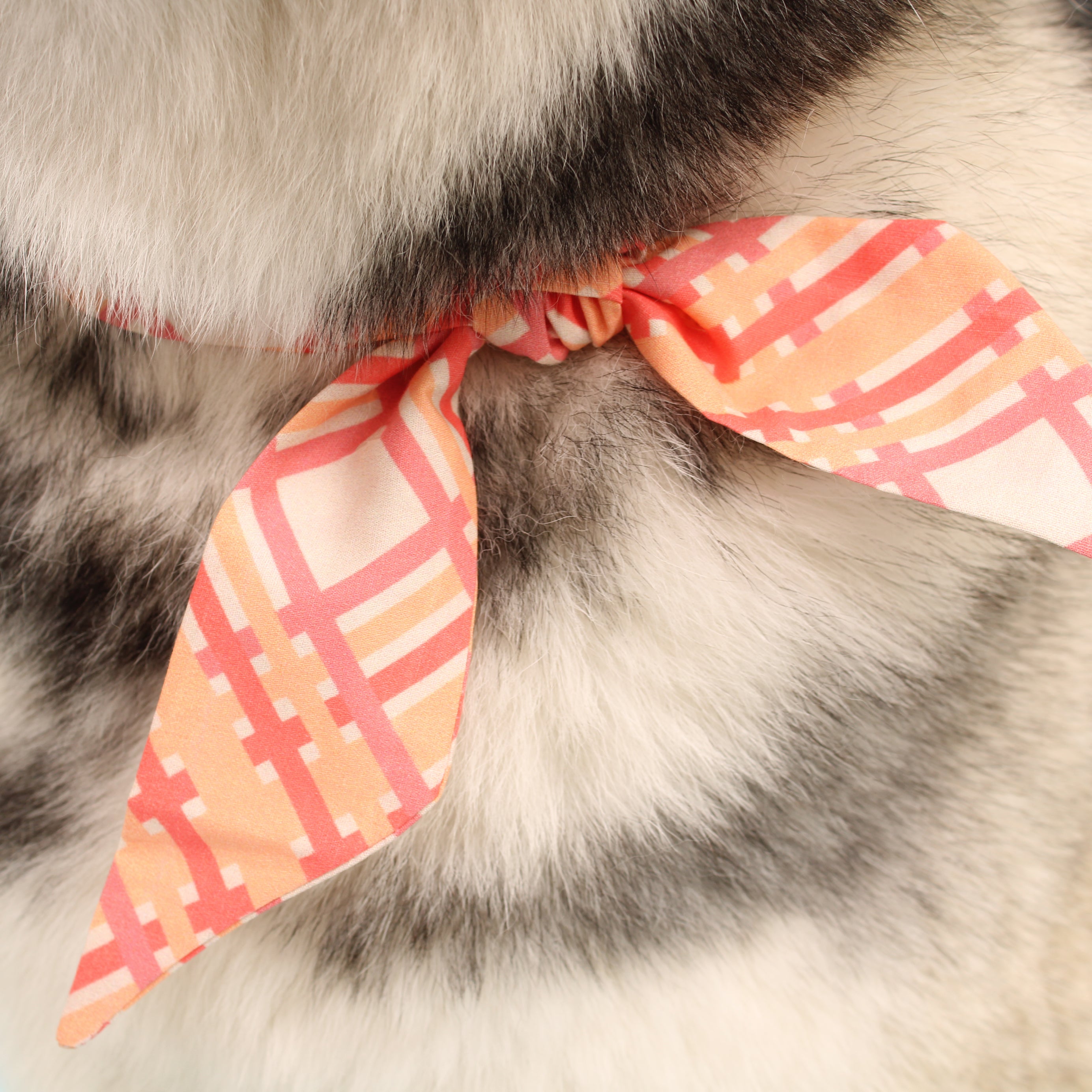 Taffy Plaid - Frenchie Twist Dog Necktie