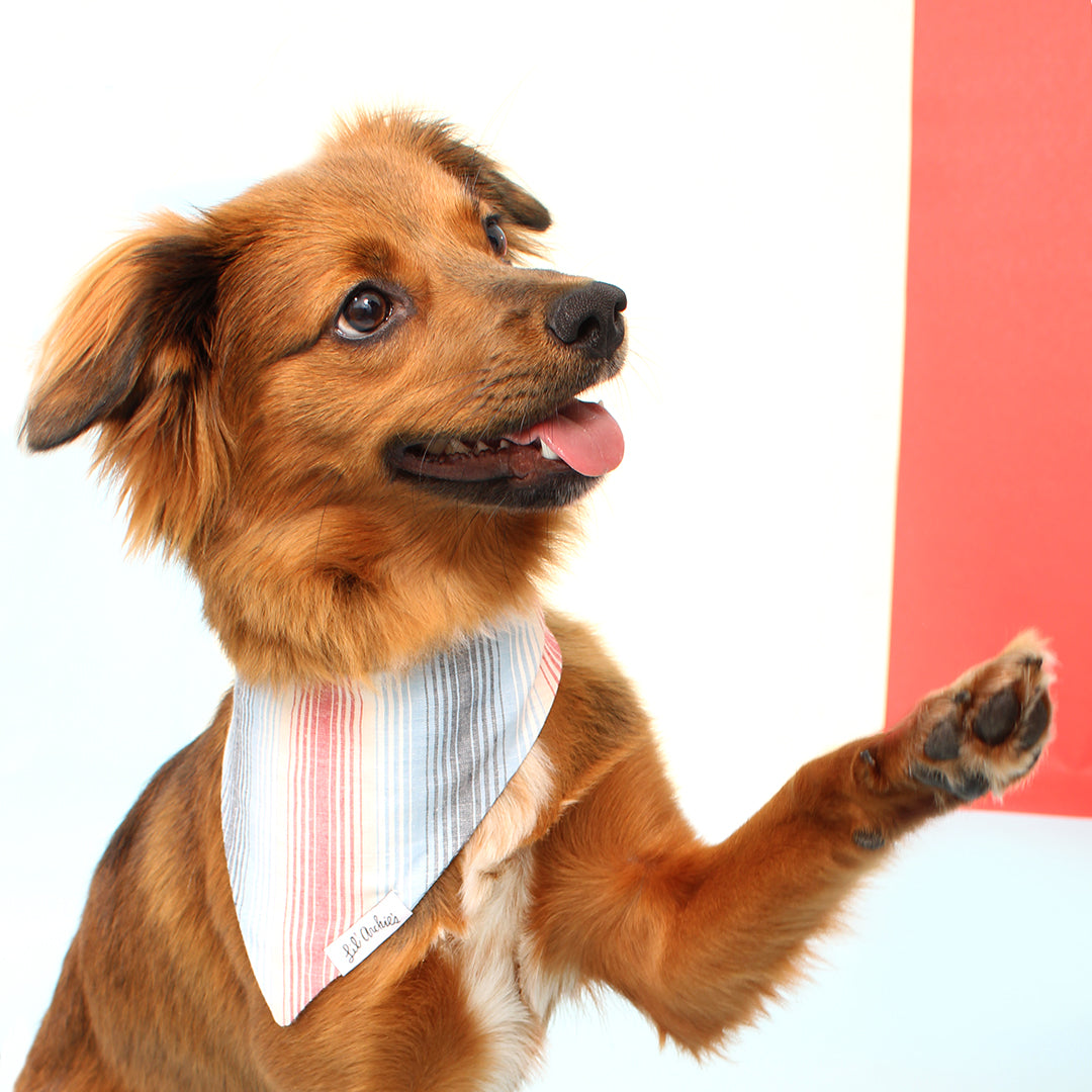 Todos Santos - Slimline Dog Bandana