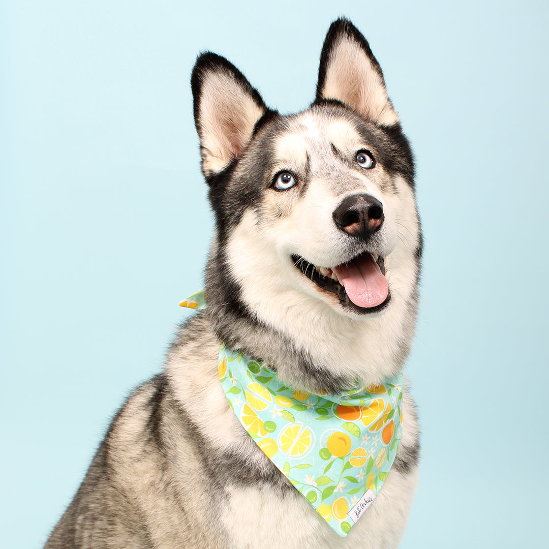 Juicy Fruit - Dog Bandana