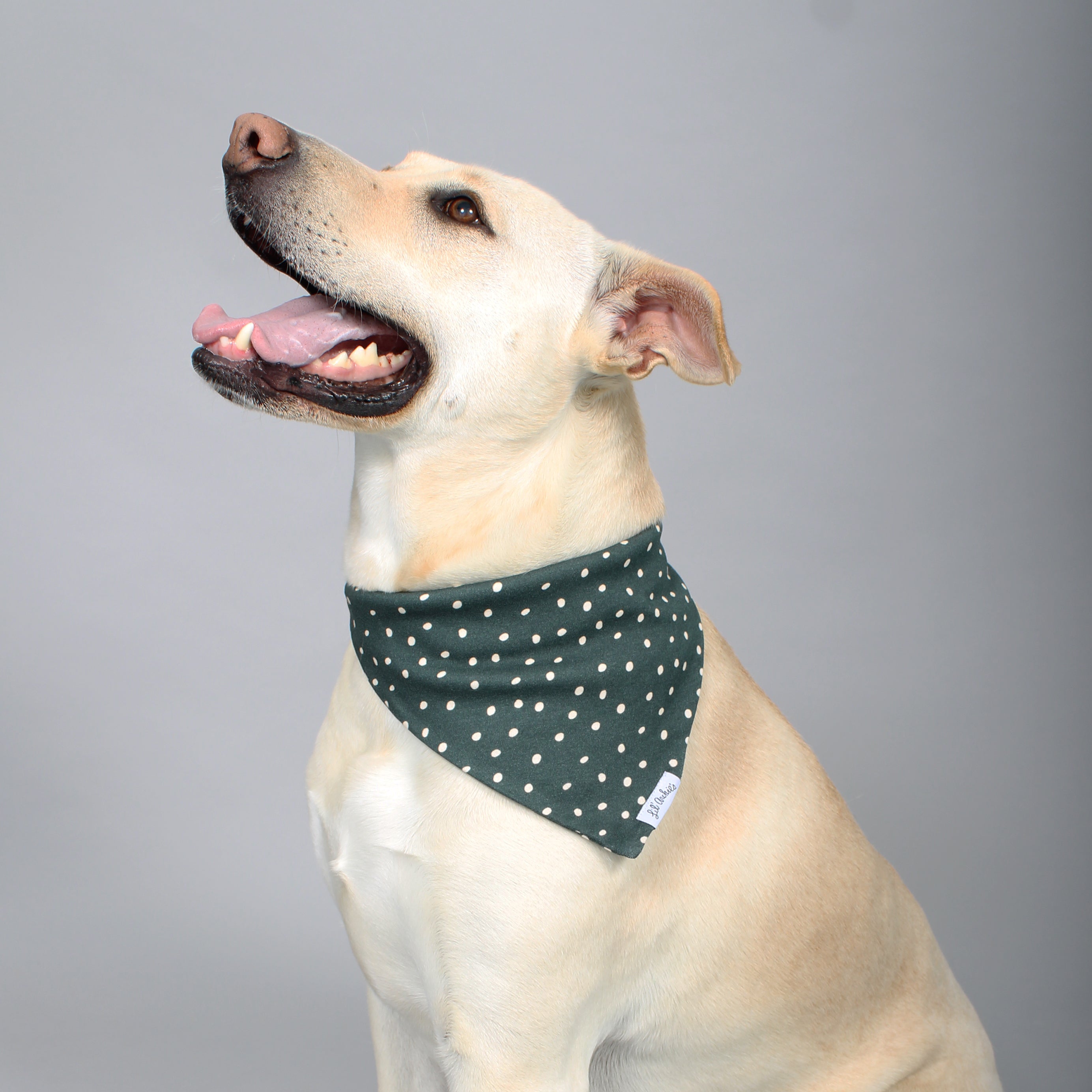 Black and store white dog bandana