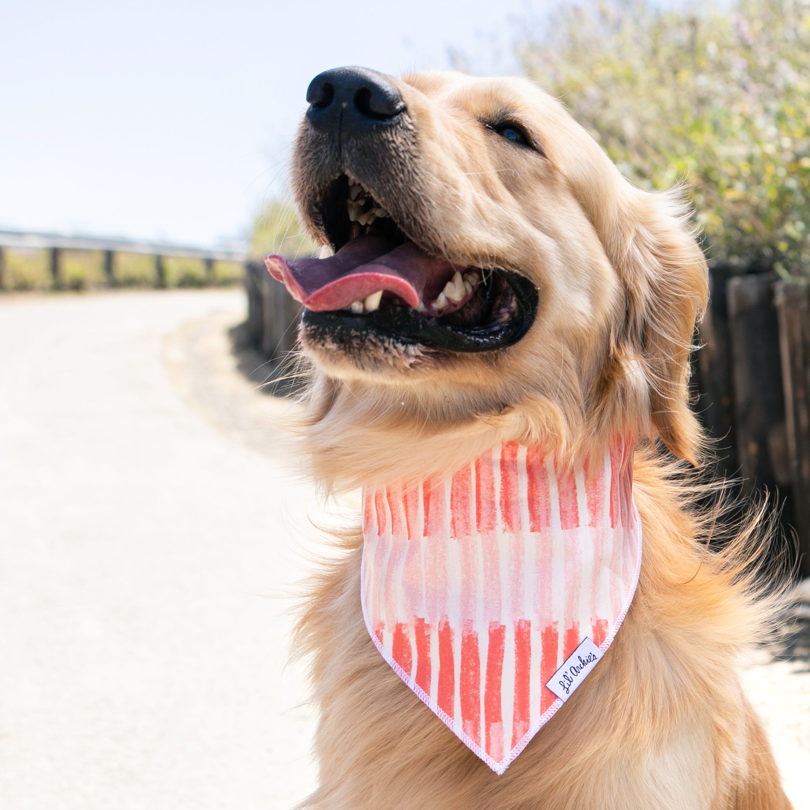 Coral Treasure - Dog Bandana