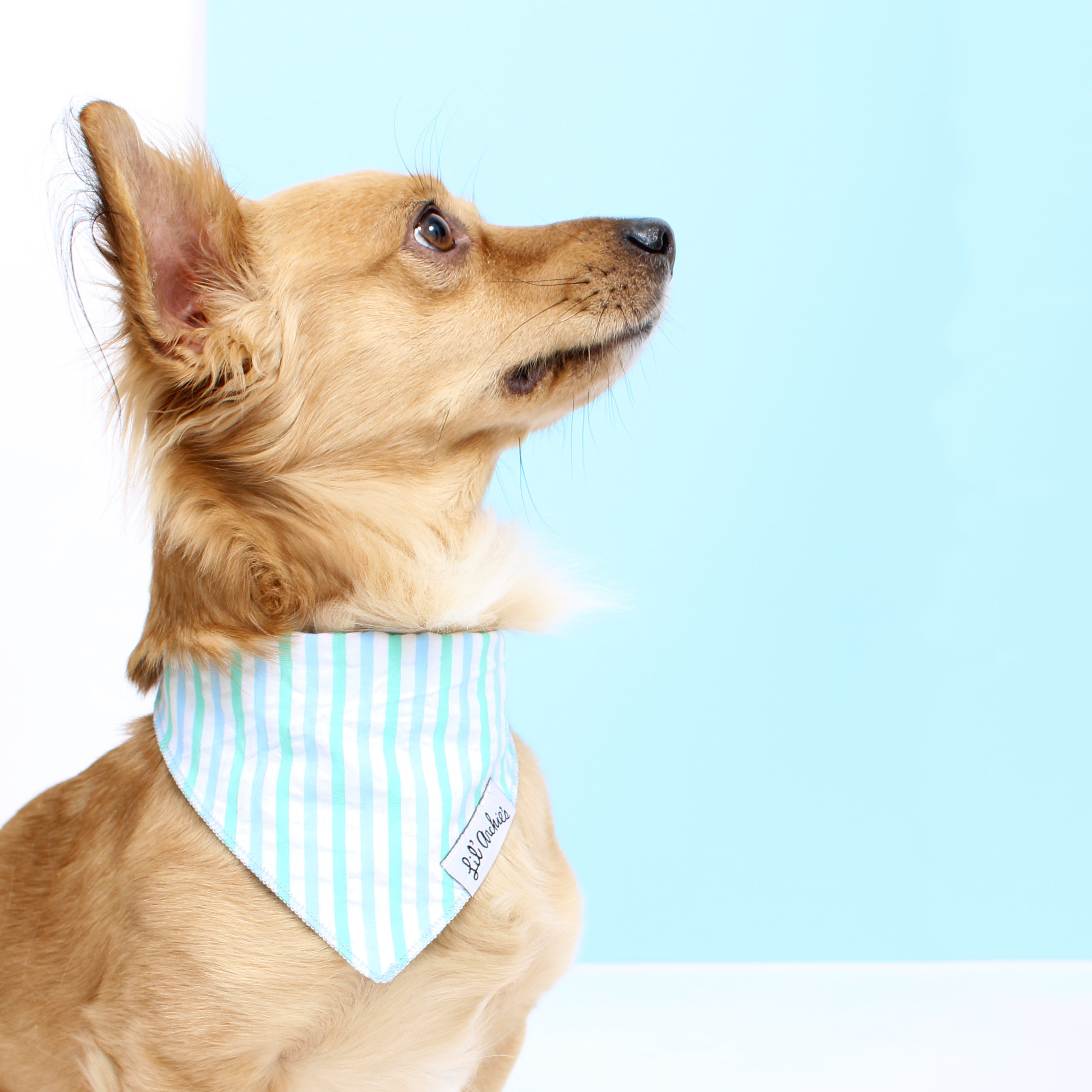 Sea Stripe - Dog Bandana