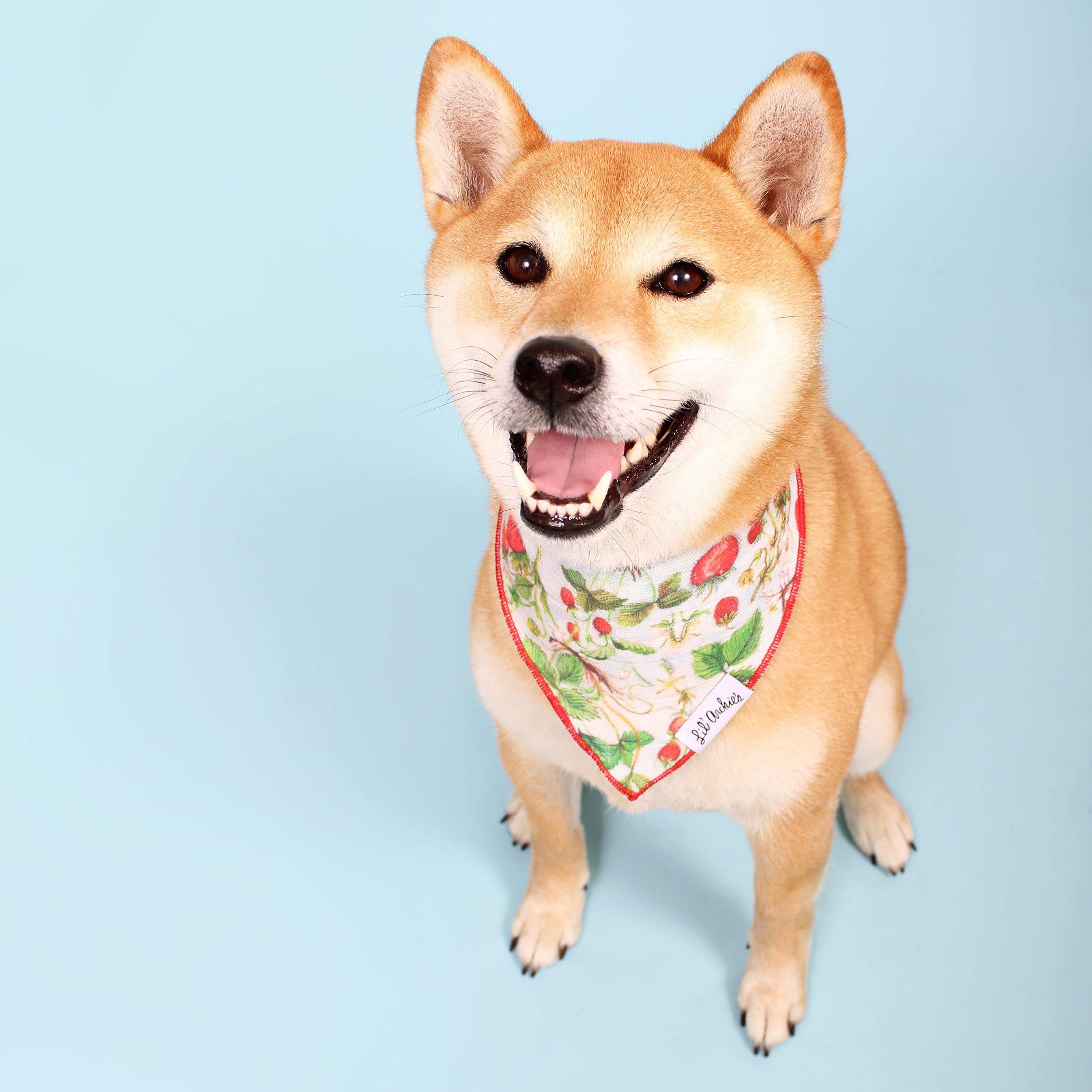 Shortcake - Dog Bandana