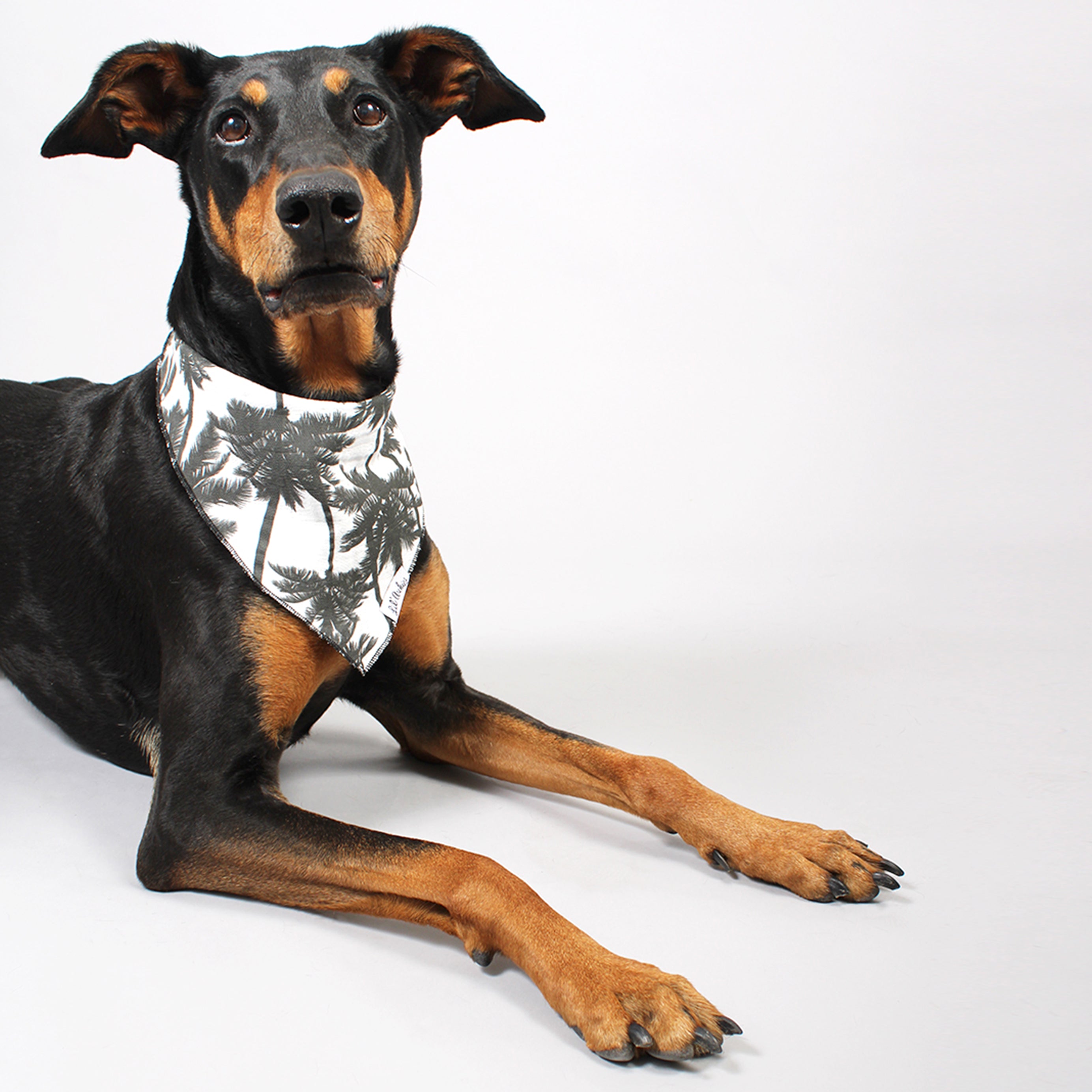 Venice - Dog Bandana