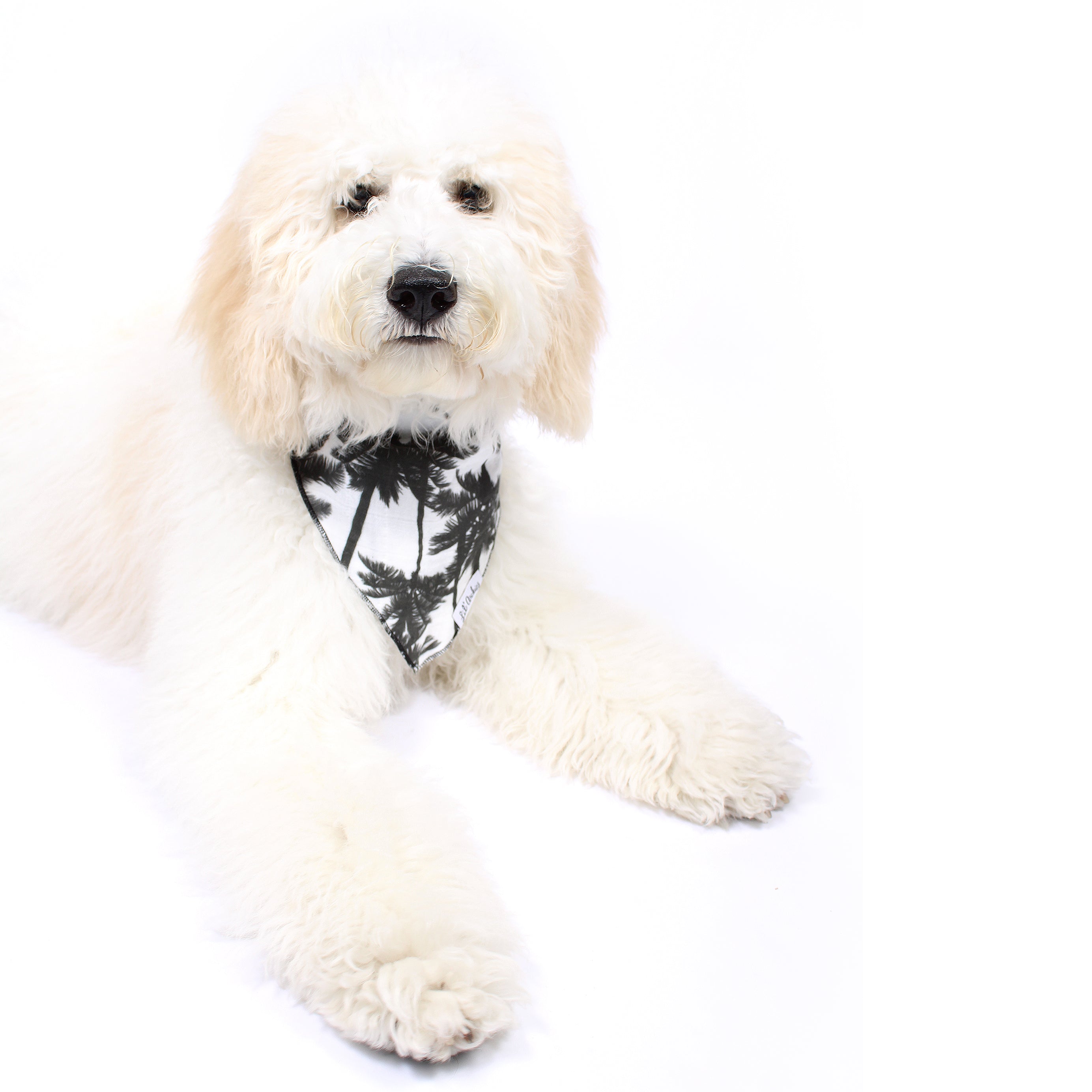 Venice - Dog Bandana