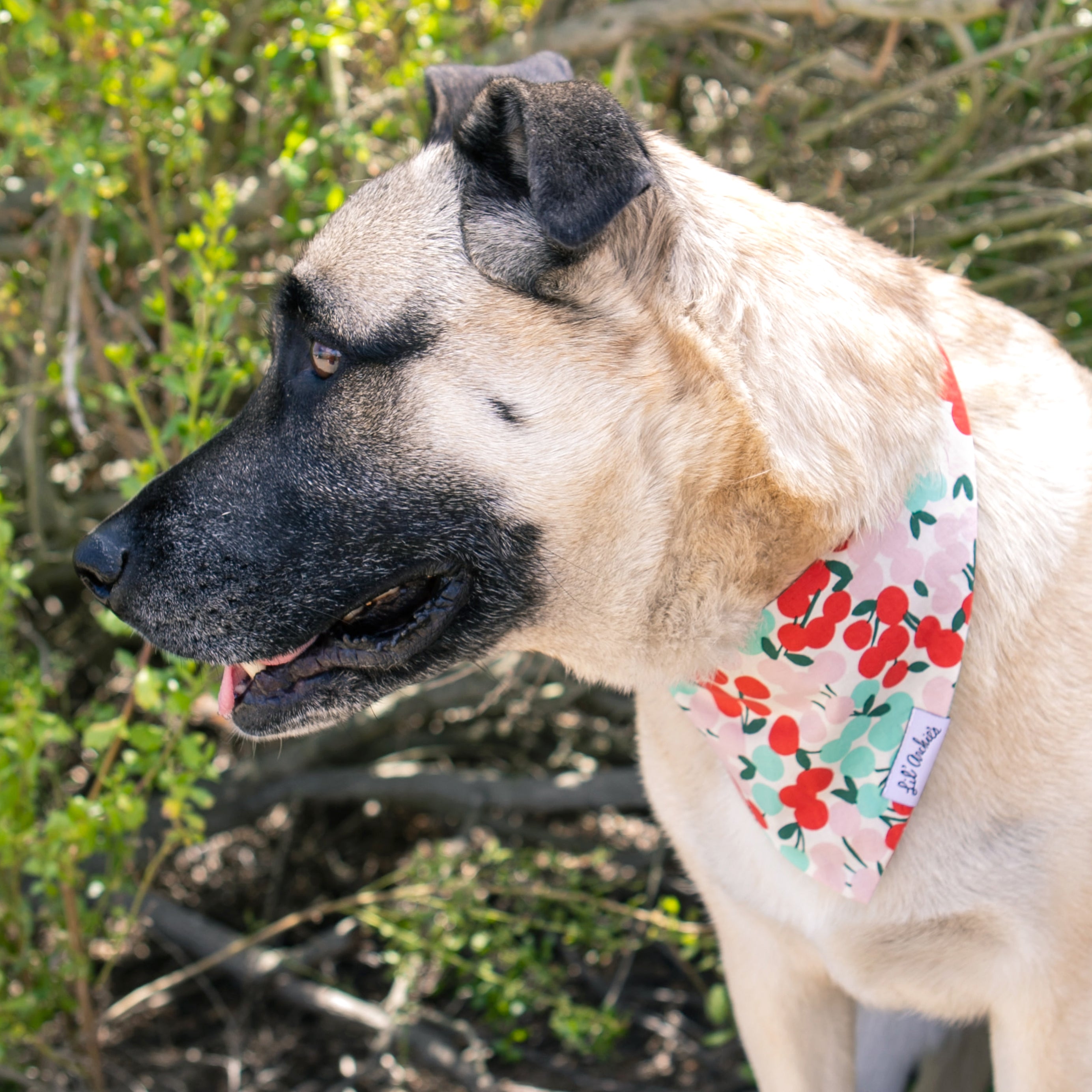 Cherry Bomb - Slimline Dog Bandana