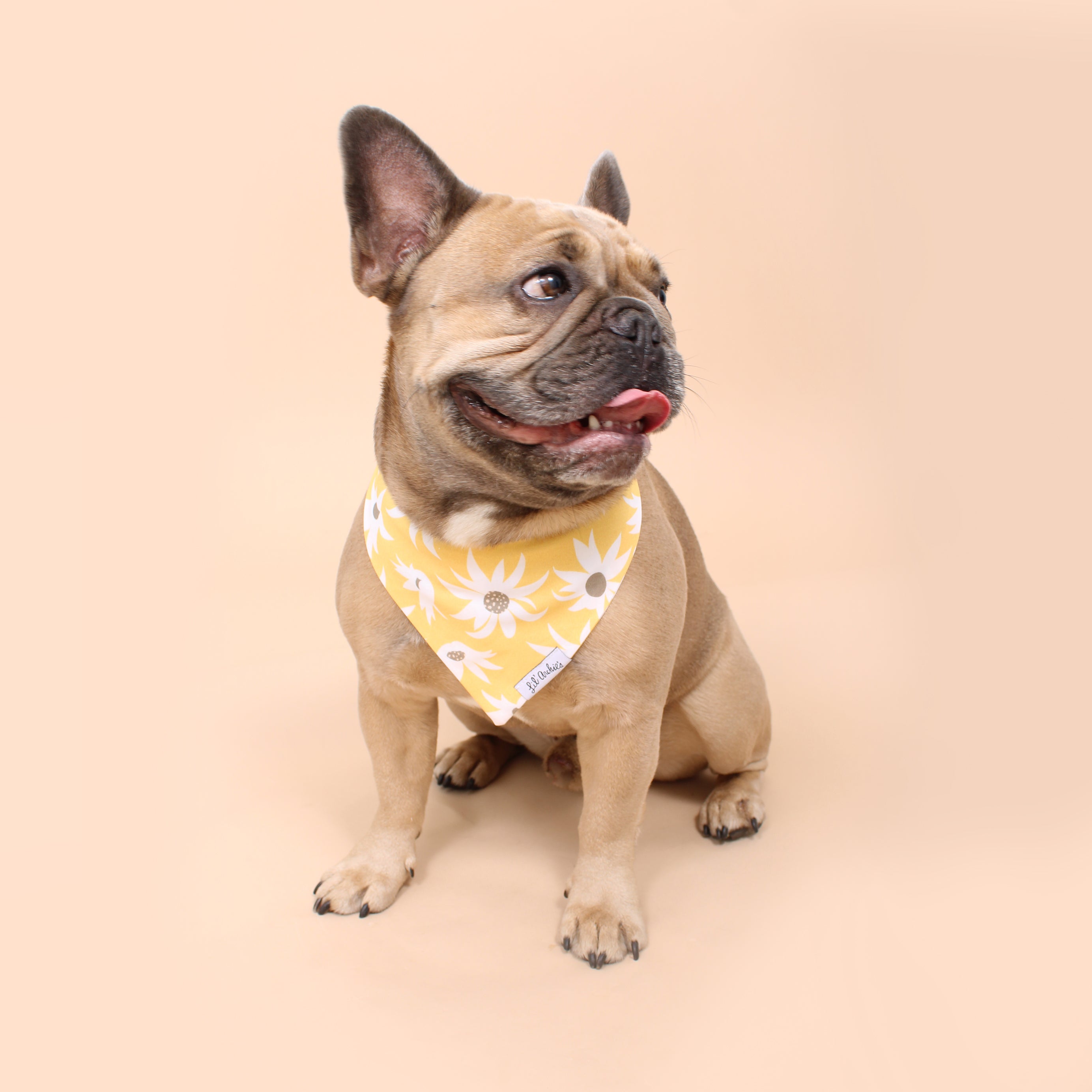 Delightful Daisy - Slimline Dog Bandana