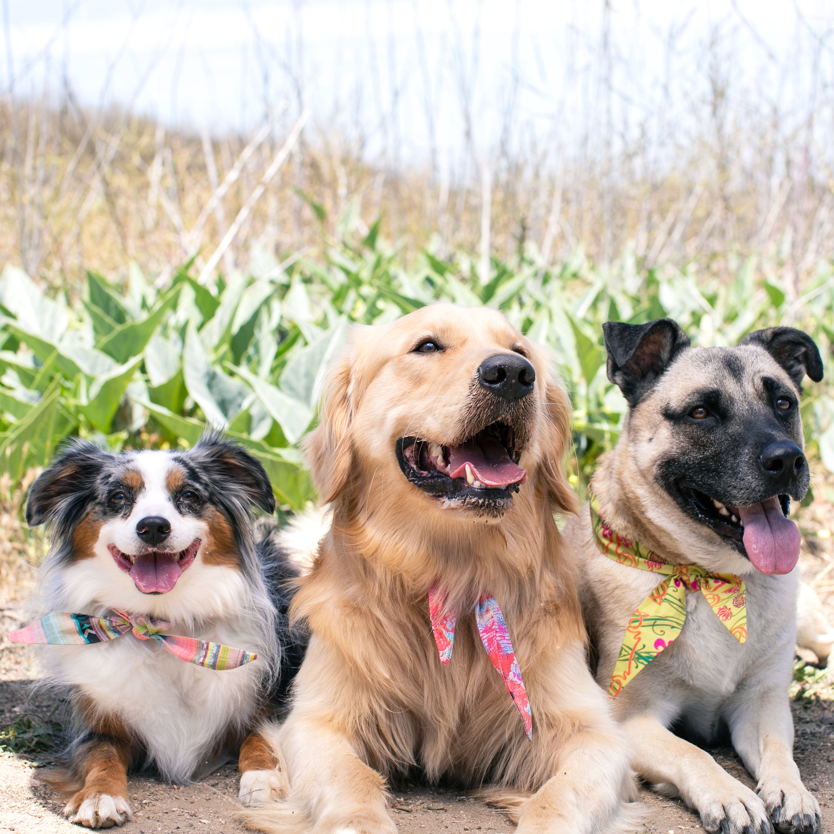 Playa - Frenchie Twist Dog Necktie