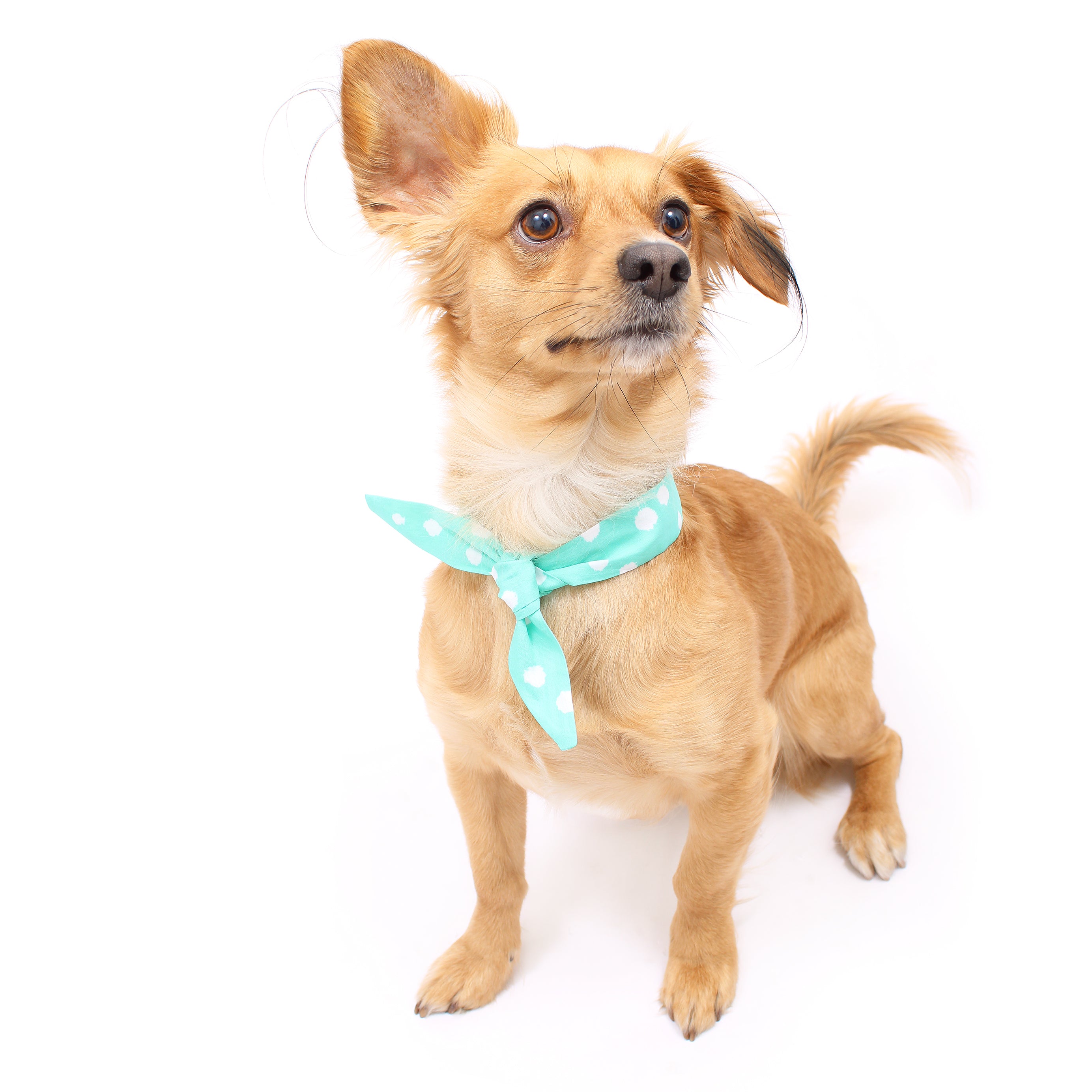 Aqua Dot - Frenchie Twist Dog Necktie