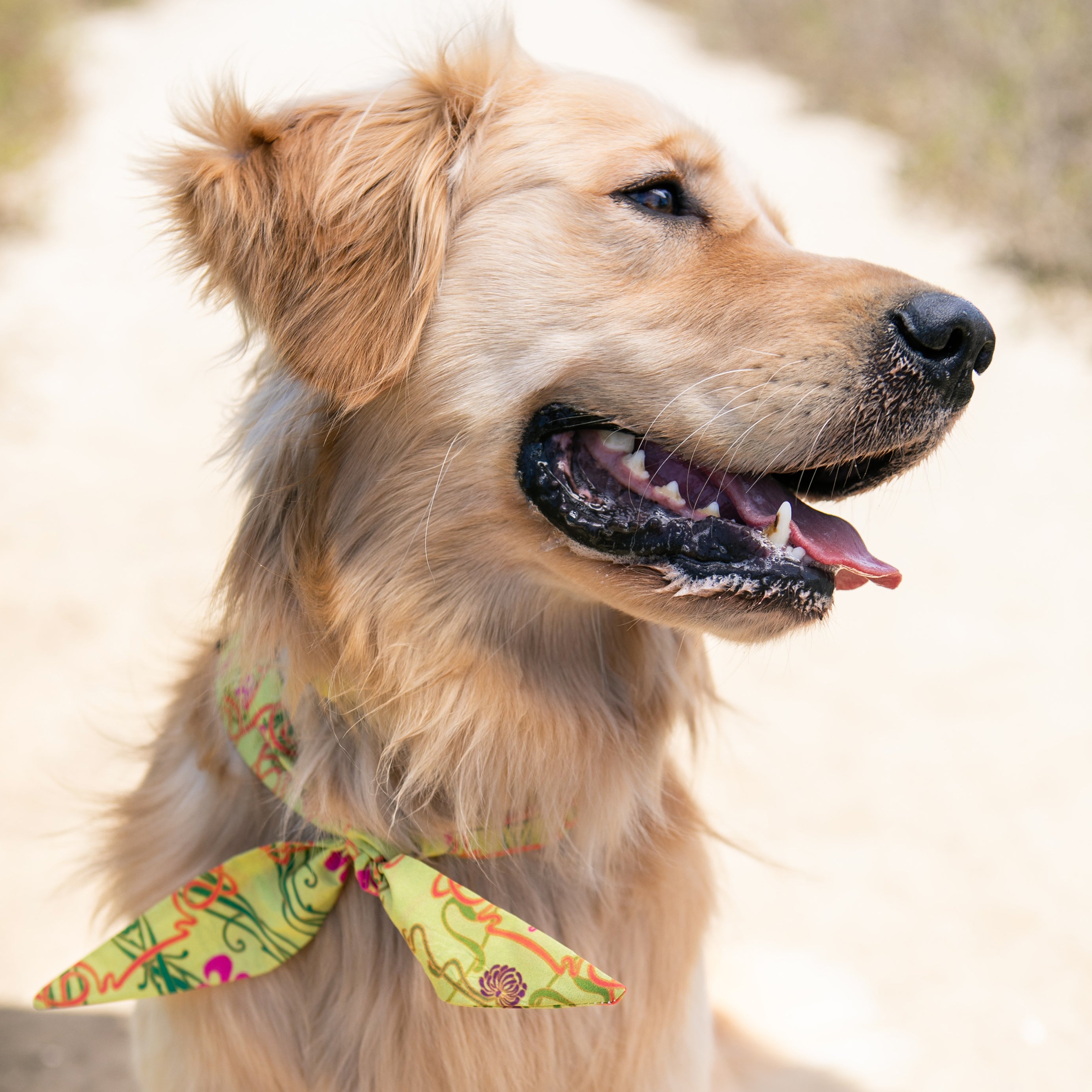 Playa - Frenchie Twist Dog Necktie