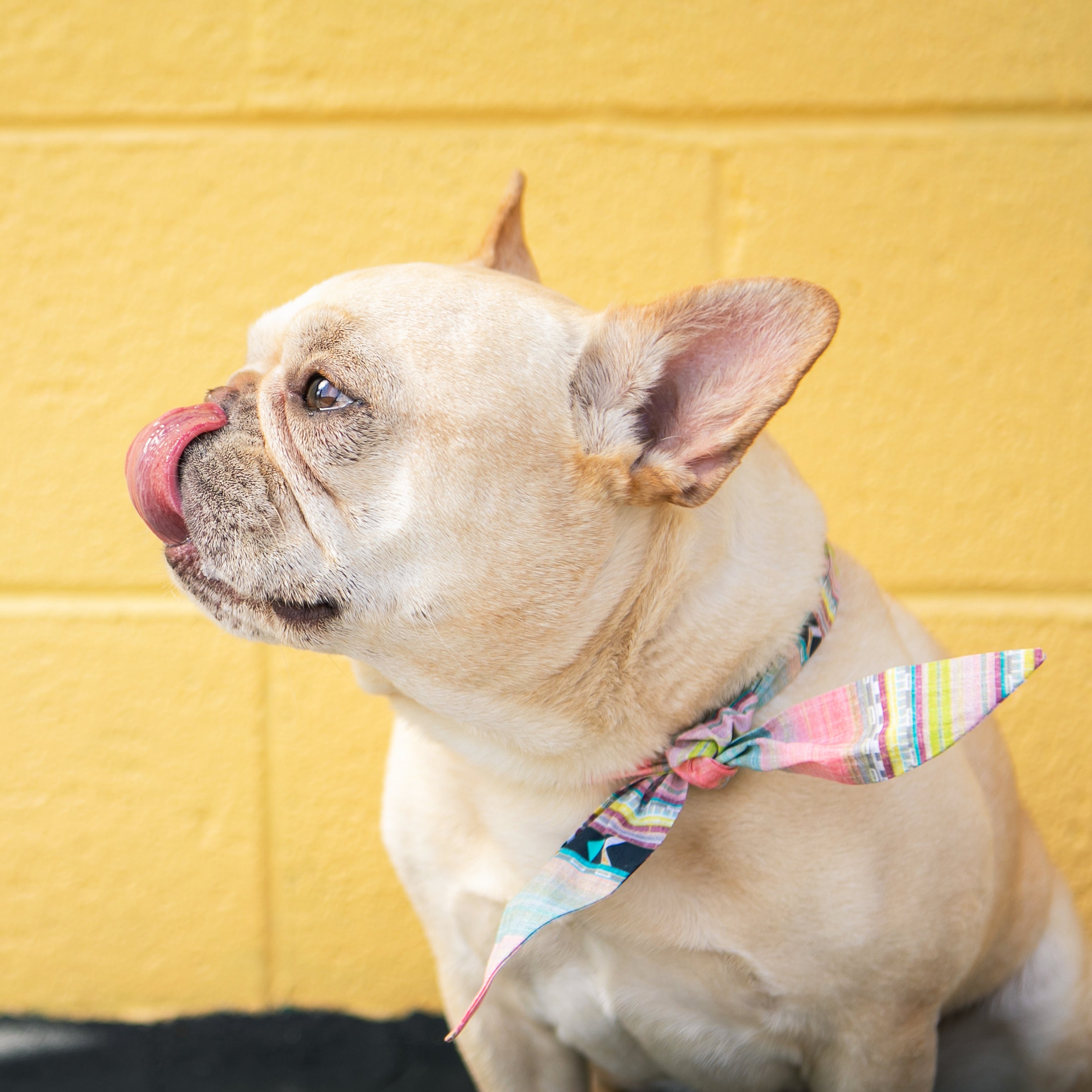 Raya - Frenchie Twist Dog Necktie