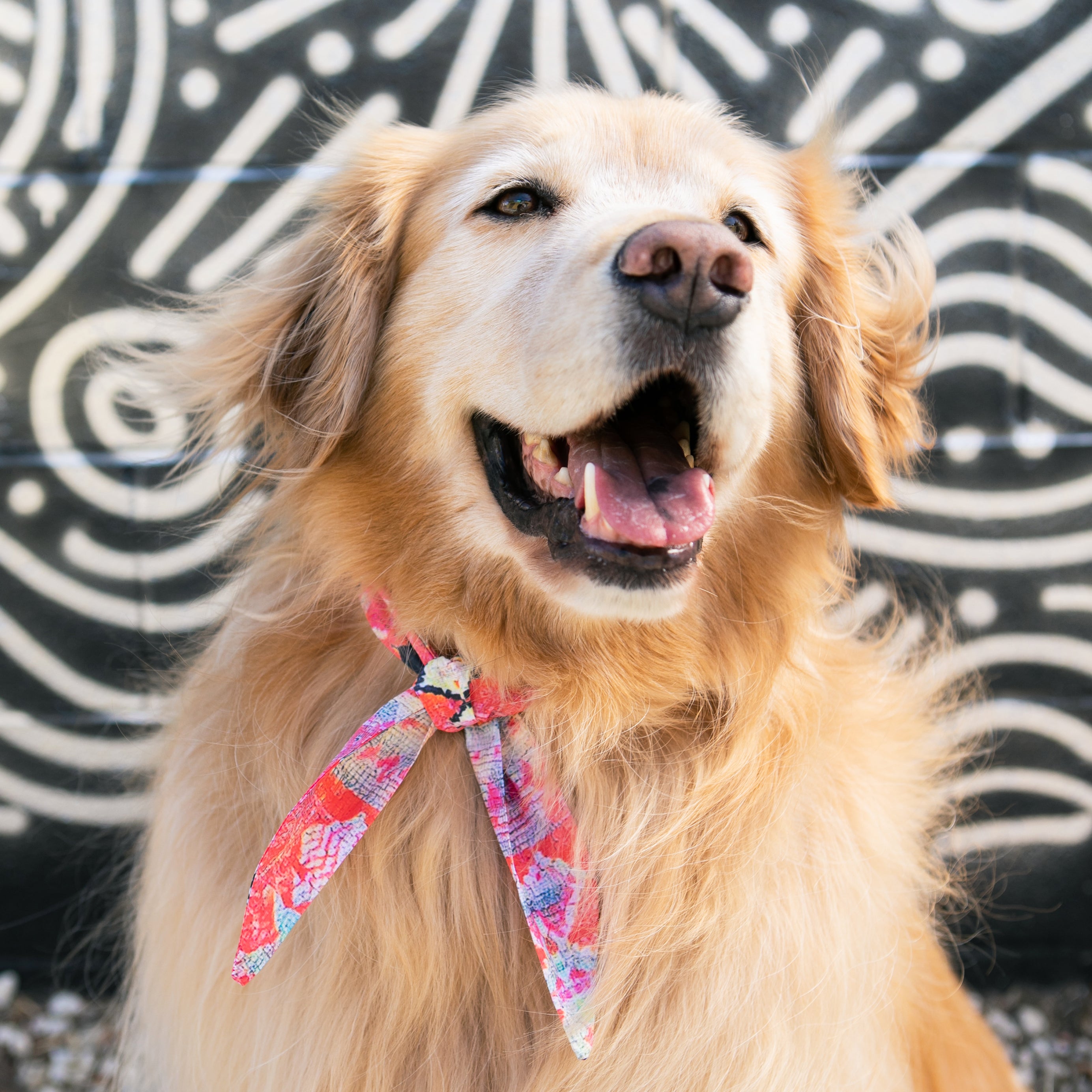 Maya - Frenchie Twist Dog Necktie