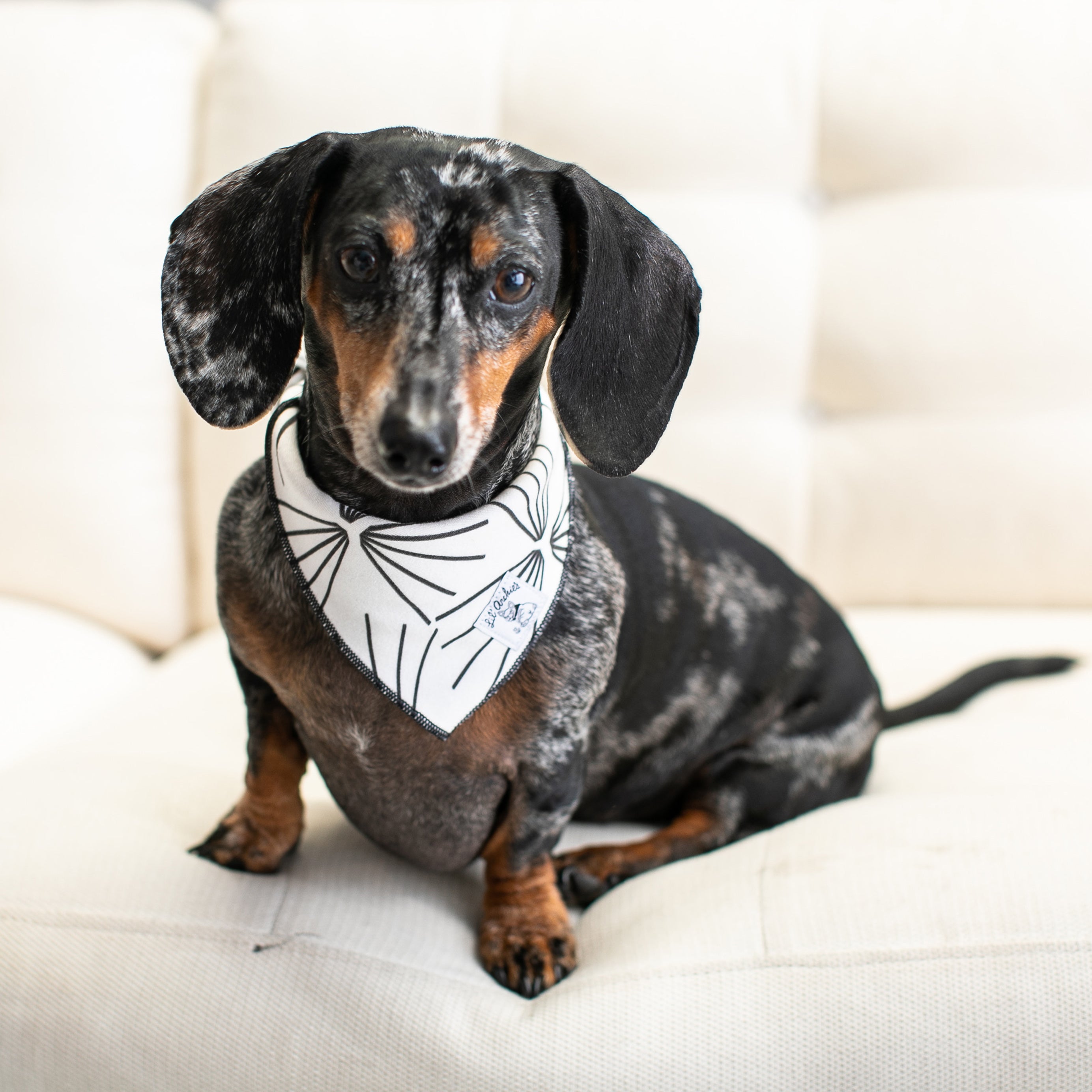 Minimalist - Dog Bandana