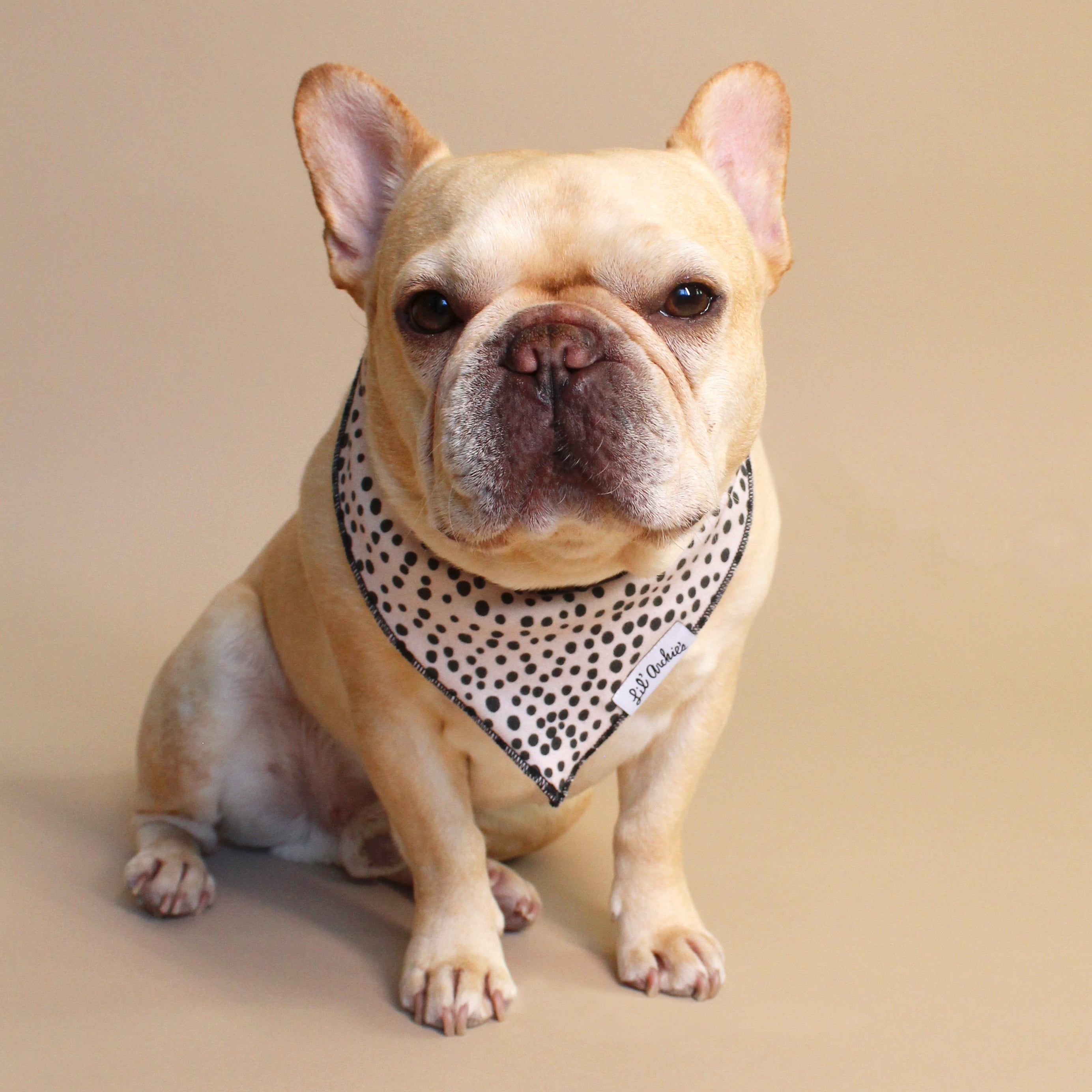 Oat Dot - Dog Bandana
