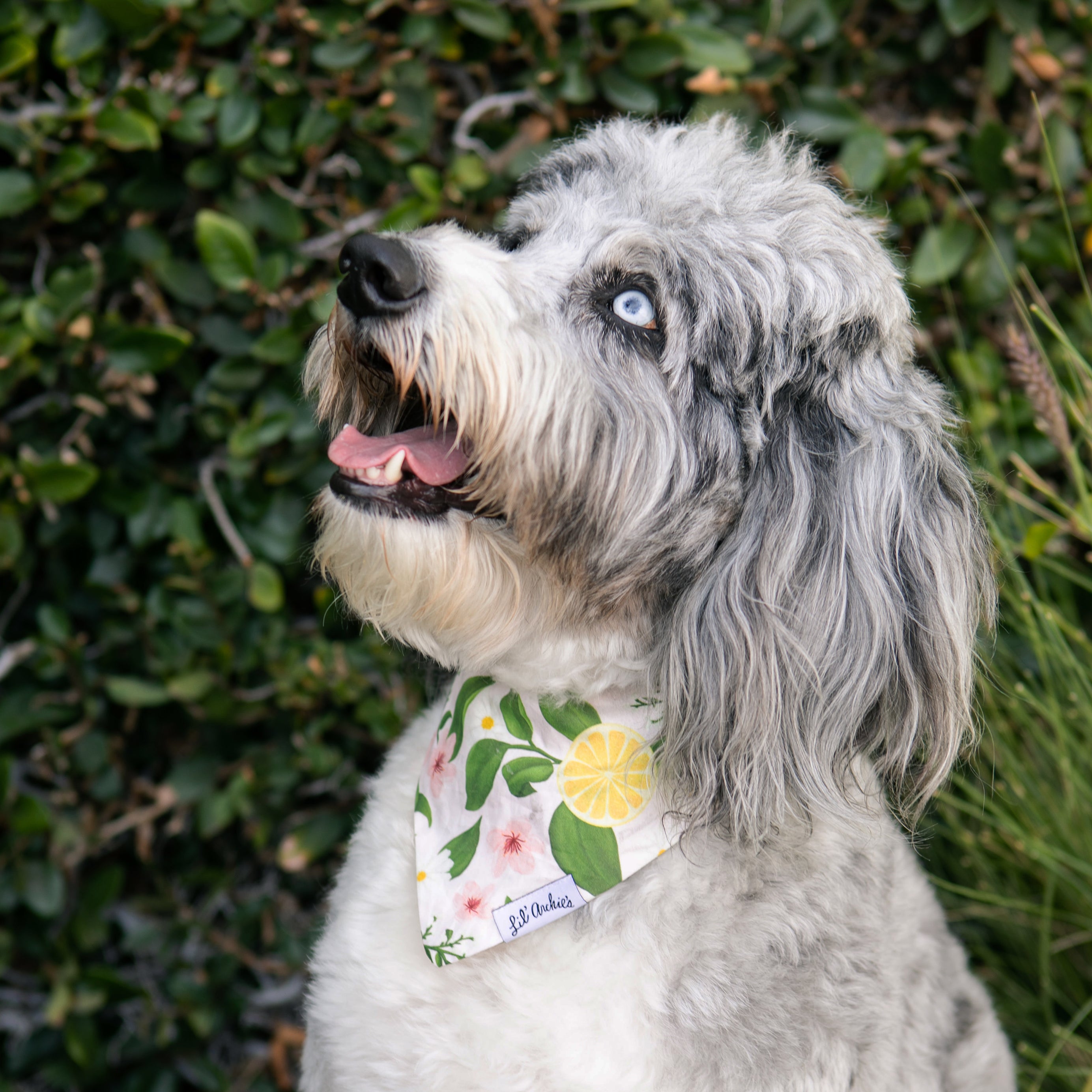 Pink Lemonade - Slimline Dog Bandana