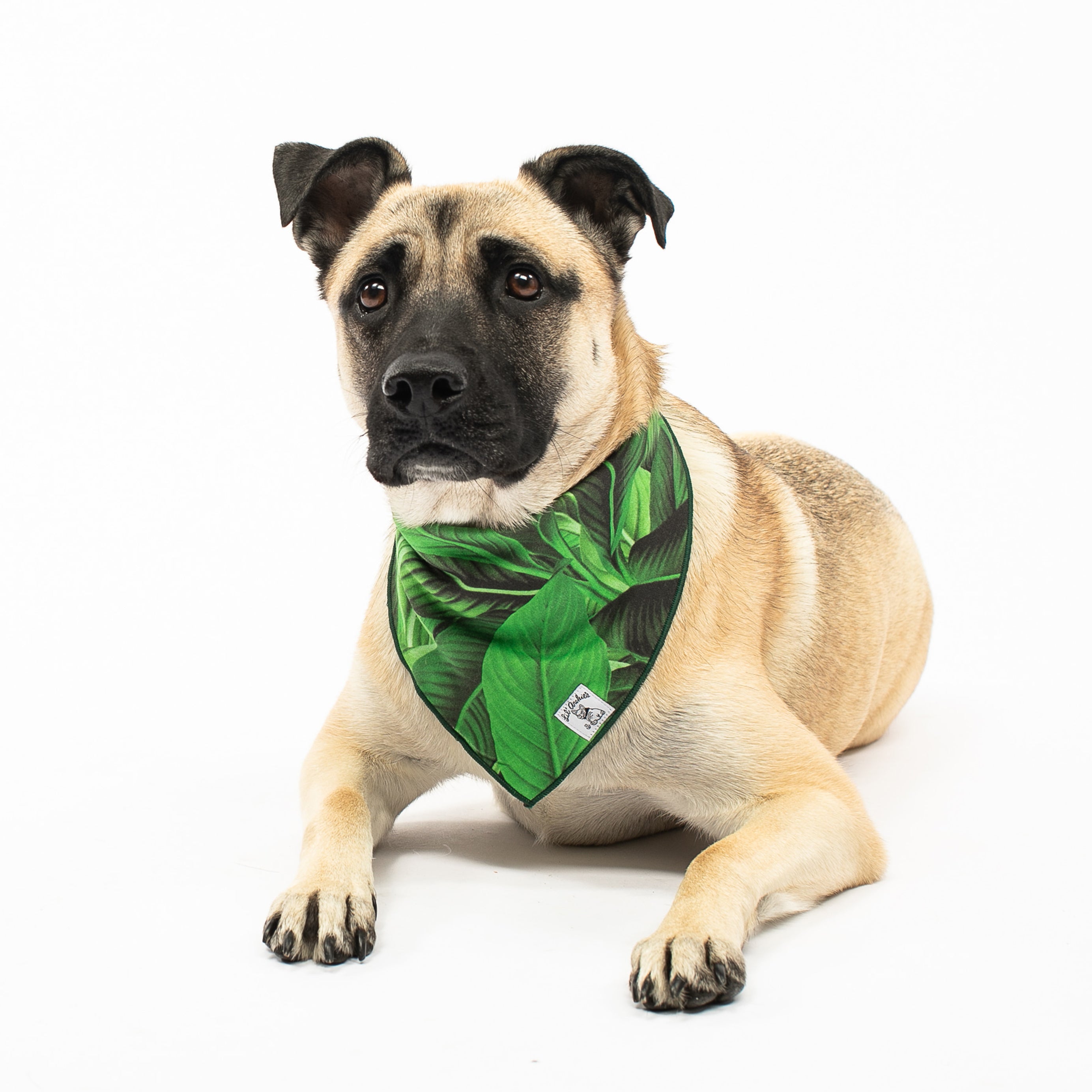Rainforest - Dog Bandana