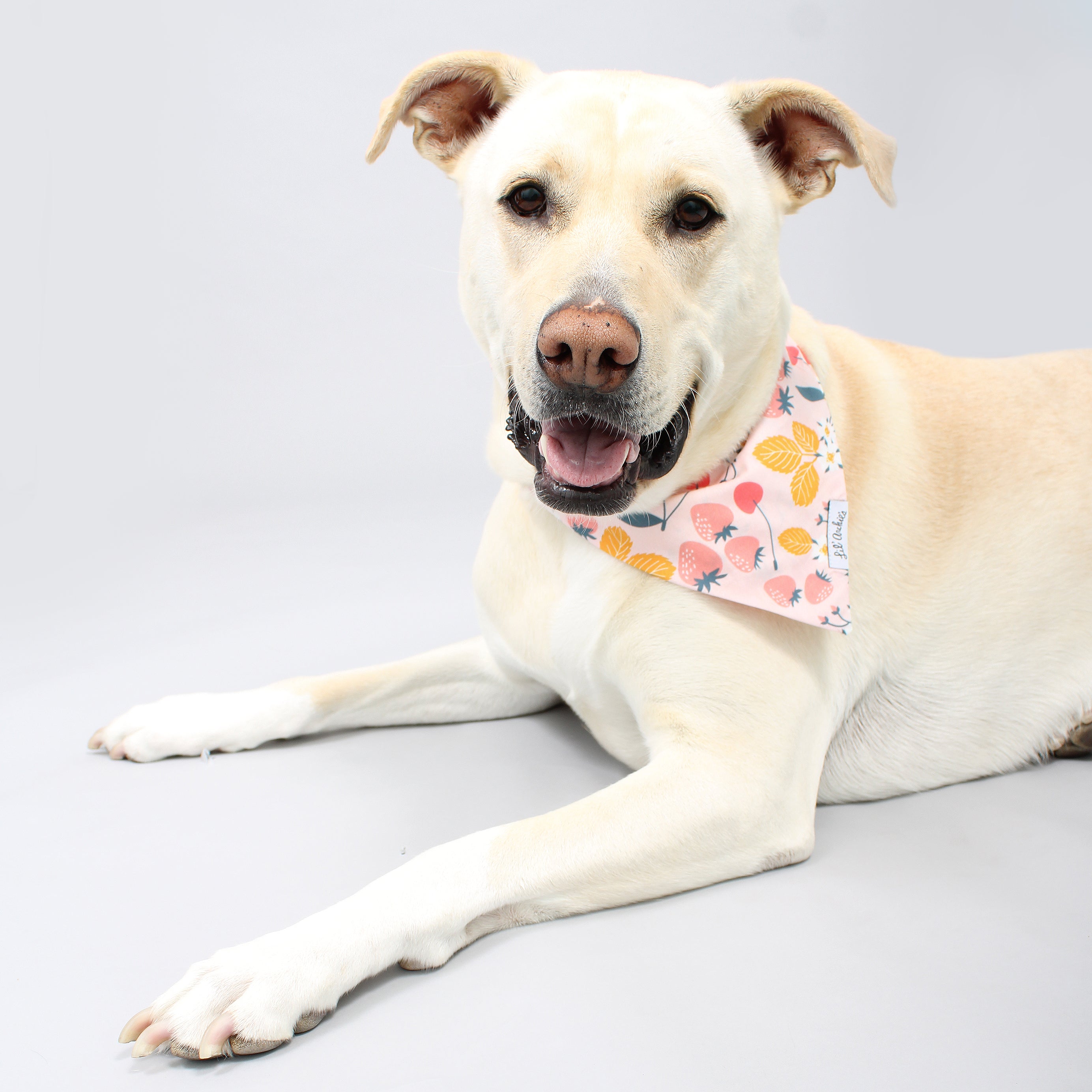Fruit Dream - Slimline Dog Bandana