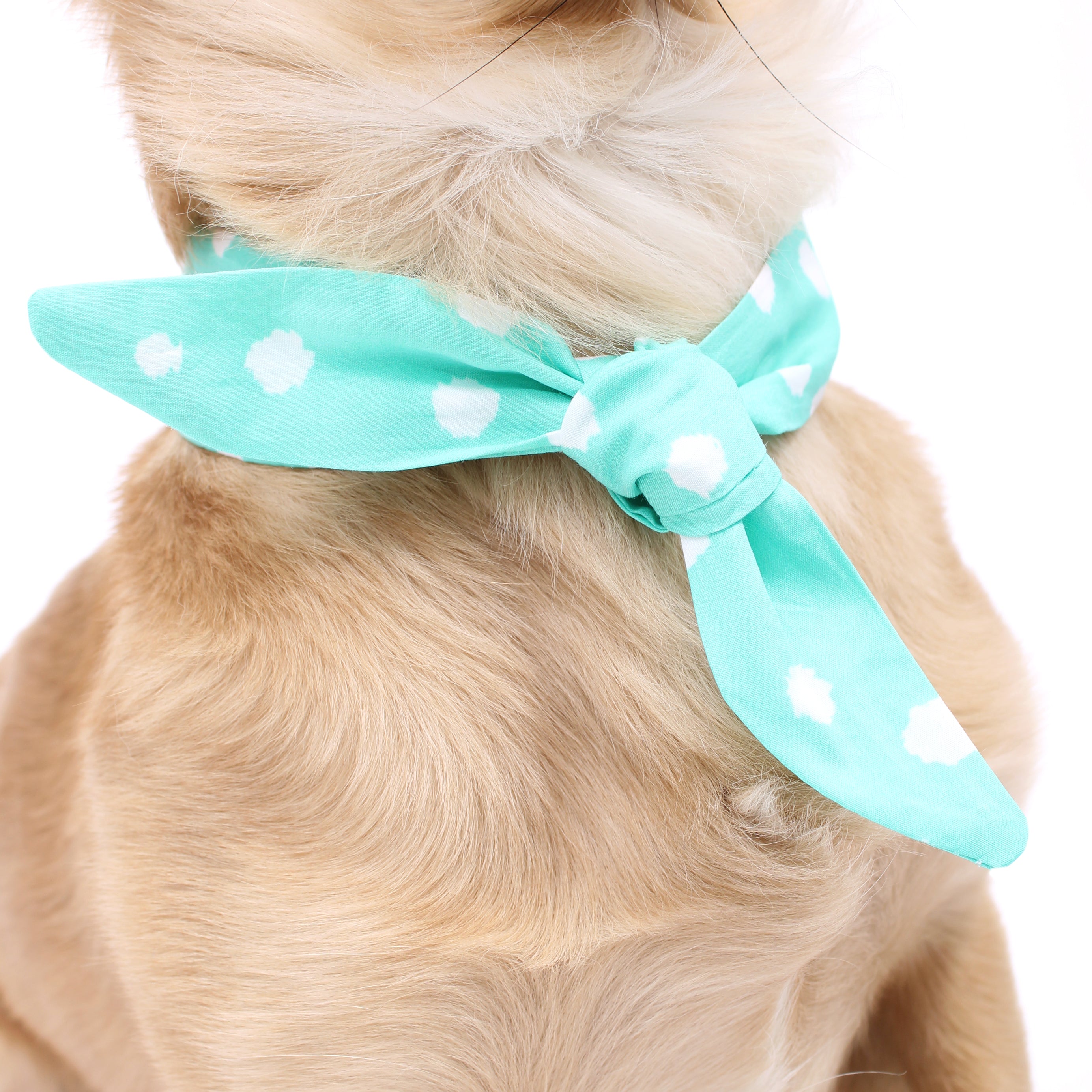 Aqua Dot - Frenchie Twist Dog Necktie