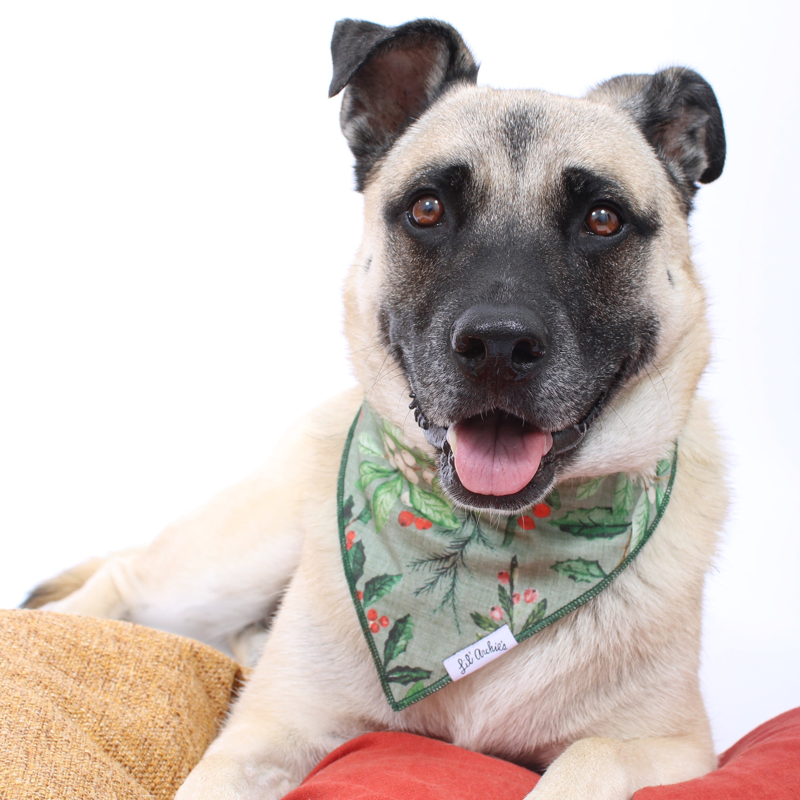 Sweet Holly - Dog Bandana